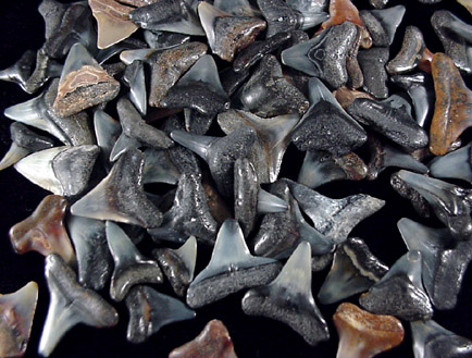 Mineral Specimens: Fossilzed Sharks Teeth from Local beachfront, Casey Key, Florida
