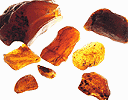 Mineral specimen: Amber, 7 pieces from Clay Pits, Sayreville, New Jersey.